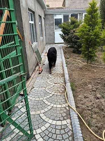 it ucun gene dermani: Çoban itiylə Alabayın qarışığıdır. 5 yaşı var. Yaxşı baxılıb — 1