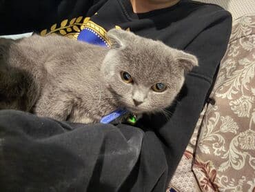 отдам котят в хорошие руки: Шотландская, Самка, В добрые руки, Платная доставка — 3