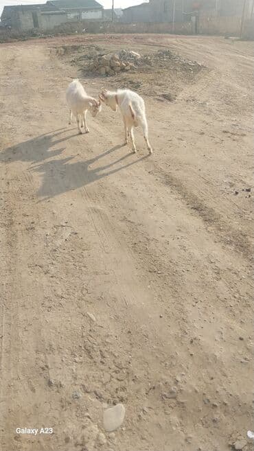 dovşan şekilleri: Məhsul: Ağ rəngli iki cins keçi Təsvir: - Şəkildə iki ədəd ağ tüklü — 3