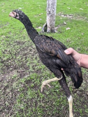 ineklerin satisi: Toyuq cücələri, Damazlıq — 9