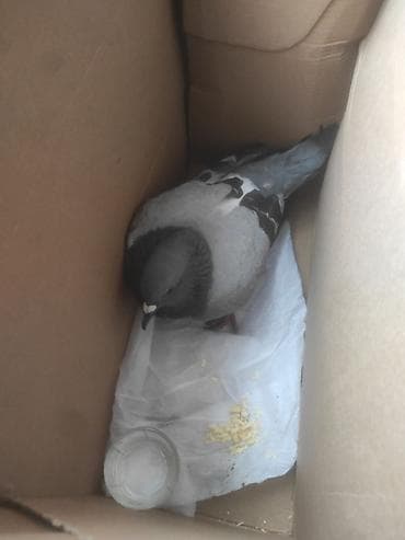 Птицы: 2 ədəd göyərçin satılır. Çöldə tapmışıq, hazırda baxımlıdır — 2