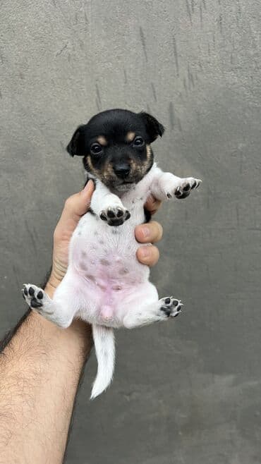 pitbull balası: Cek rassel teryer, Dişi, Ünvandan götürmə — 13