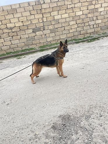 çoban oti: Alman çoban iti, 1 il, Dişi — 1