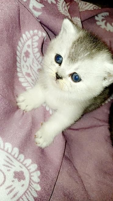 Pişiklər: Britan — 2