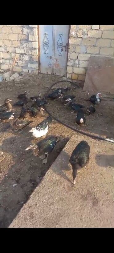 Dişi, | Lal ördək, Kuban, Macar, Damazlıq, Ünvandan götürmə, Ödənişli çatdırılma — 1