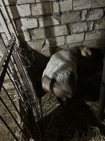 Qazlar: Erkək, il: 2, 150 kq, Damazlıq, Ünvandan götürmə — 2