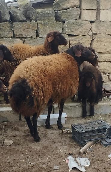 Akvariumlar: Salamsuper qala cinsi qoc satilir 2,yaş 4 ayliqdir tam saqlam — 2