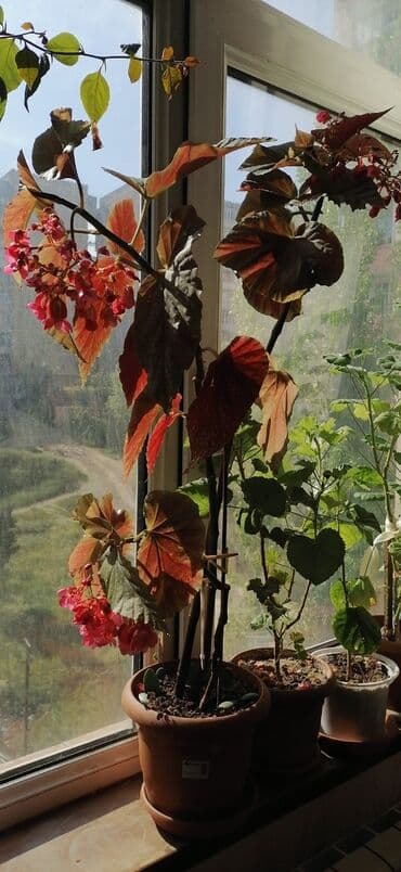 otaq bitkilərinin adları: Ana ureyi beqoniya — 3