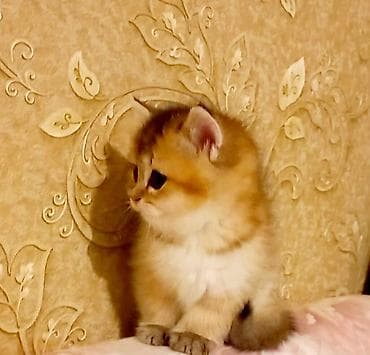 sibir pisiyi: Britan, Erkək, Dişi, Yaxşı əllərə, Ünvandan götürmə — 3