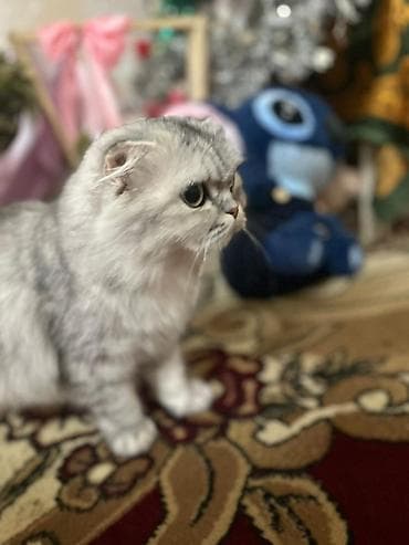 Digər heyvanlar: Şotland yastı qulaq, Dişi — 8