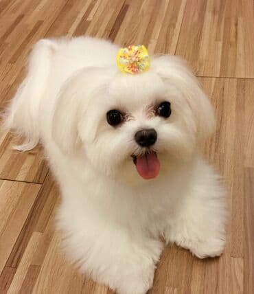 coban it adlari: Malta bolonka, 1 ay, Erkek — 6