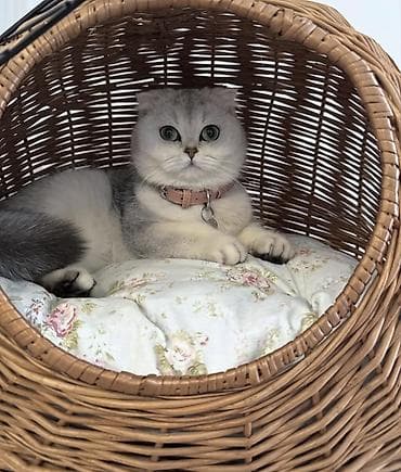 britanski pişik: Elit valideynlərdən ŞOU-KLASS balalar! 💎 Gözəl Şotland (Scottish — 1