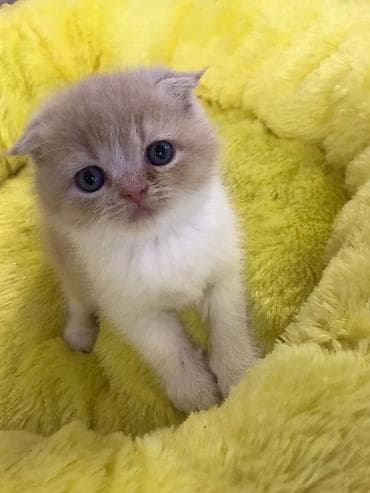 pişiy adlari: Şotland yastı qulaq — 9