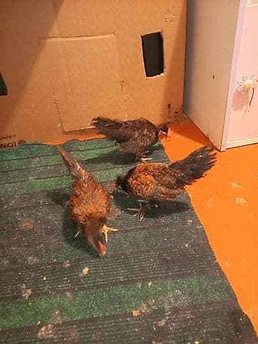 Цыплята: Куриные цыплята, Для разведения — 2