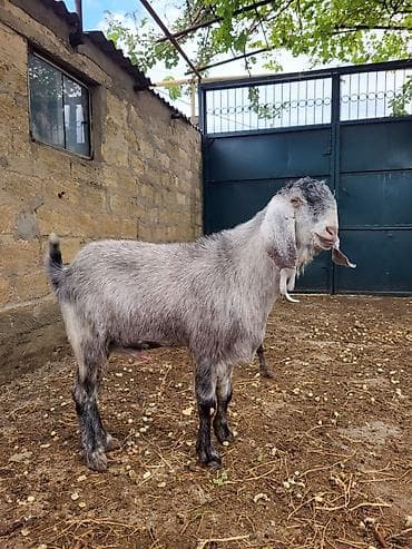 satilik simental inek: Zebu tipli keçilər – damazlıq üçün - Növ: uzunqulaq, sallaqqulaq — 3