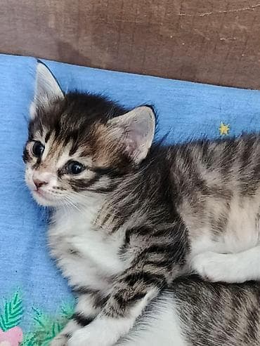 pişik sortları: Tabbi, Erkək — 6