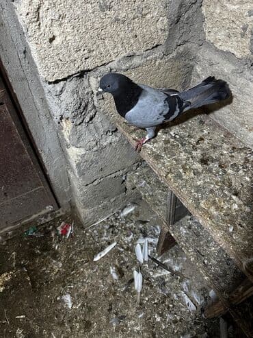 göyercin yuvası: Salam 18.19 quwdi hamsi tam sağlamdi oz quwdarimdi isimle elaqeder — 12