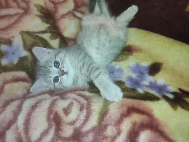 pekines balası: Şinşilla, Dişi, Yaxşı əllərə, Ünvandan götürmə — 5