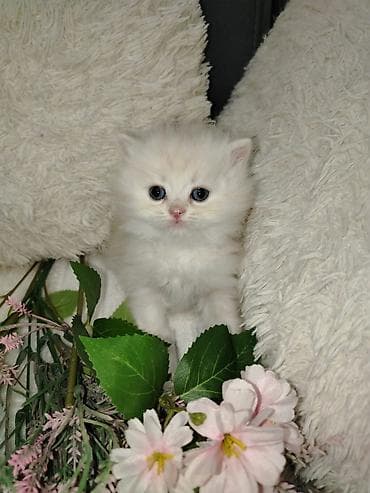 anqor pisik: Britan — 1