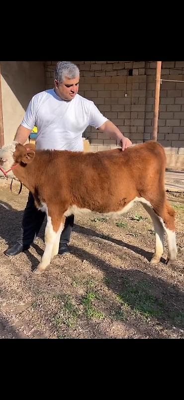 Satılır: simmental tipli dana - Cins: ətli istiqamət – simmental — 3