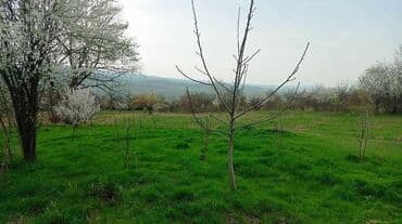 ağdaşda torpaq: 20 соток, Для строительства, Риэлторам не беспокоить, Договор — 3