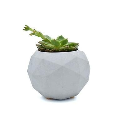 Minimalist beton saksıda sukkulent - Bitki: az suya tələbatlı, işığı lalafo.az -da Minimalist beton saksıda sukkulent - Bitki: az suya tələbatlı, işığı