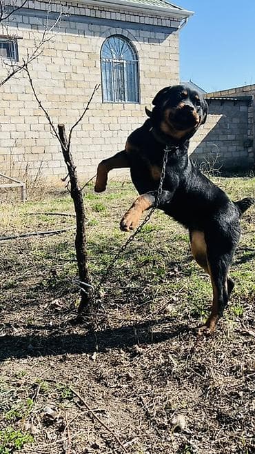 Rotveyler, 7 ay, Erkek, Ünvandan götürmə lalafo.az -da Rotveyler, 7 ay, Erkek, Ünvandan götürmə