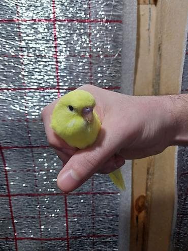 tutu kuşu: Hər ikisi çexdir və öz quşlarımın balasıdır birinci şəkildəki 3 aylıq — 3