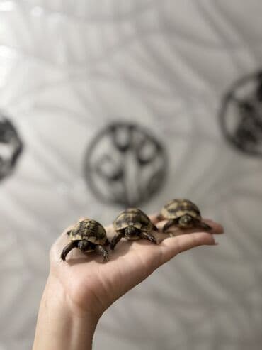 tulku tələsi: Mini quru balaca tısbağalar - Sakit, səs‑küyə dözümlü və asan qulluq — 8