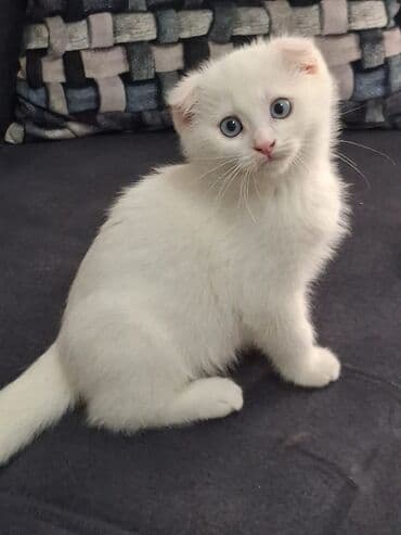 Şotland yastı qulaq