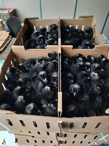 qartal quşu: Orginal çil xarko toyuq cüceleri satilir qiymet cüce 2 manat ünvan — 1