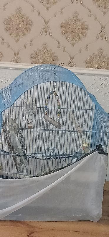 попугай жако купить в баку: 2 QƏFƏS SU QABLARI GÜZGÜ BİR SÖZLƏ TAM AKSESUARLARINymph paraket — 7