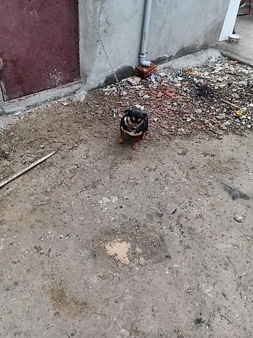itlerin satisi bakida: Dişi izvanok satılır — 2