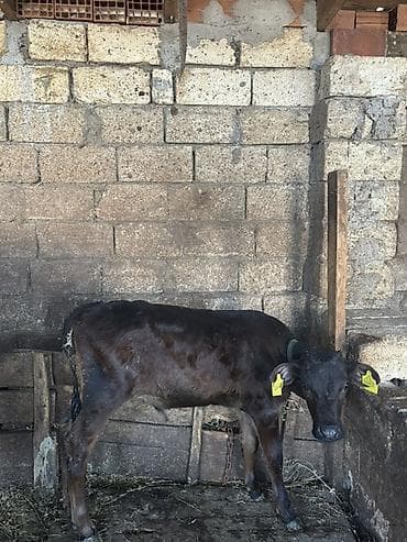 heyvan yemleri: Satışa iri buynuzlu heyvanlar - Cins: qarışıq ətlik (fotoşəkillərdə — 9