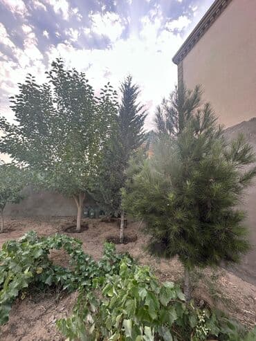 üzüm ağacı: Məhsul: Həyətyanı sahə üçün meyvə ağacları (yaşıl bağ — 5