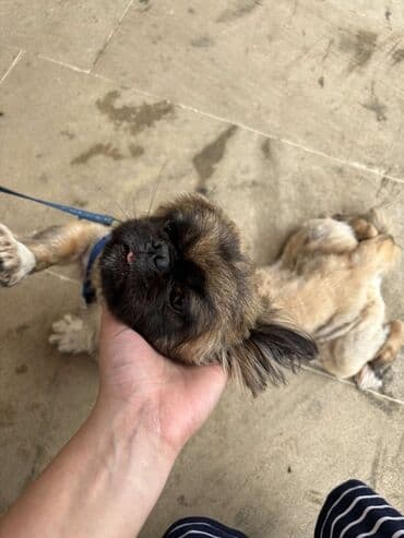 pişik adları azeri: Pekines, 2 il, Dişi, Peyvəndli, Ünvandan götürmə — 1