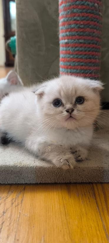 Şotland yastı qulaq — 8