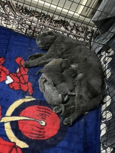 Şotland yastı qulaq, Dişi, Yaxşı əllərə