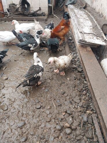 yumurta qoyan heyvanlar: Erkək, | Lal ördək, Ətlik — 5