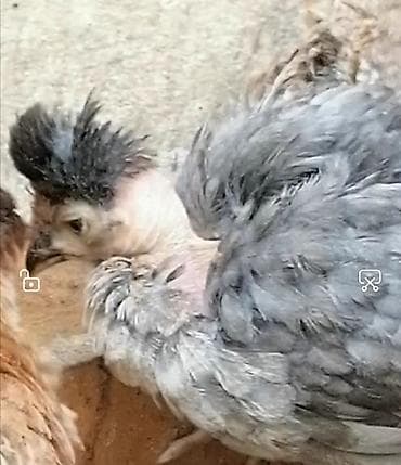 cücə yemi: Toyuq cücələri, Damazlıq — 1