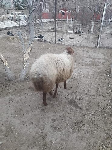 Qoyun – yerli cins - Qalın yunlu, dolğun bədənli qoç - Rəngi: açıq lalafo.az -da Qoyun – yerli cins - Qalın yunlu, dolğun bədənli qoç - Rəngi: açıq
