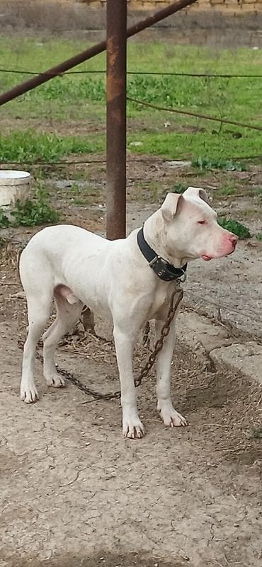 heyvan bazarı: Pitbul, 10 ay, Erkek, Peyvəndli — 9