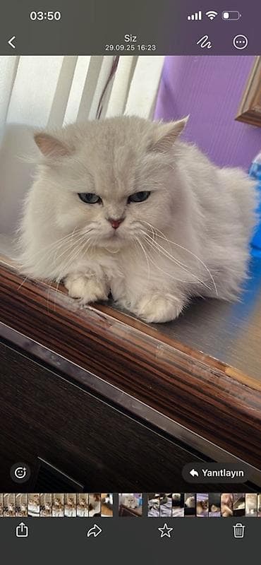 Ag uzun tuk disi sinsila 
Peyvendleri vurulub 
Tecili satilir