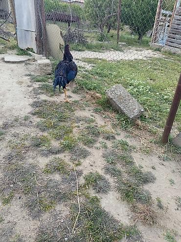tap az pisik: Heyrati bece qara rengde 7 ayliqdi — 3