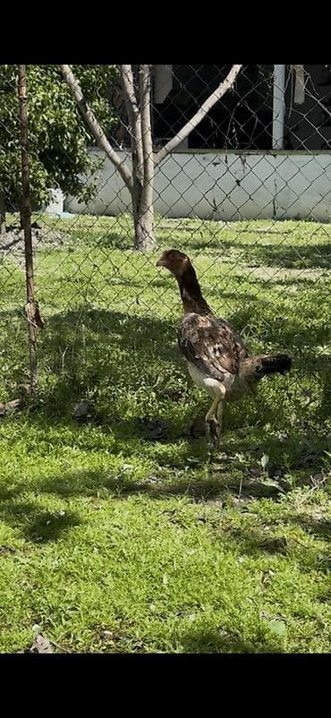 korella tutuqusu haqqında: Cins: Uzunboy (Malay tipli) xoruz Rəng: Qara-qırmızı (yanlarda — 5