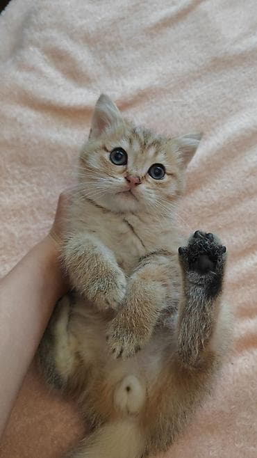 menks cinsli pişik: Yaxşı əllərə — 1