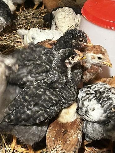 mayali yumurta satisi: Toyuq cücələri, Ətlik, Ünvandan götürmə, Ödənişli çatdırılma, Rayonlara çatdırılma — 1