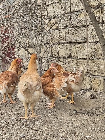 Heyvanlar üçün mallar: Toyuq, Yumurtalıq, Ünvandan götürmə — 10