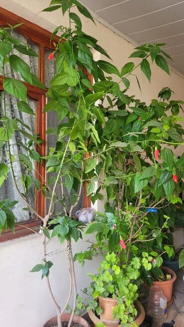 куплю комнатные растения: Cox gozel bir guldu alan ozu gorecey inwAllah — 2