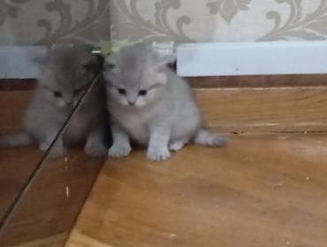 pişiy adları: Şotland, Erkək, Dişi, Yaxşı əllərə — 6